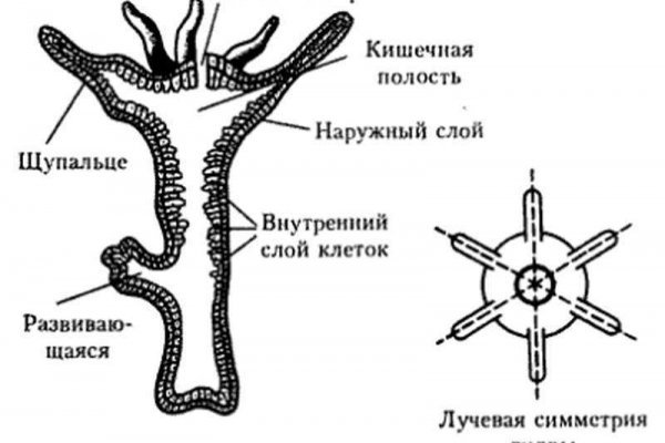 Как зайти в кракен торе