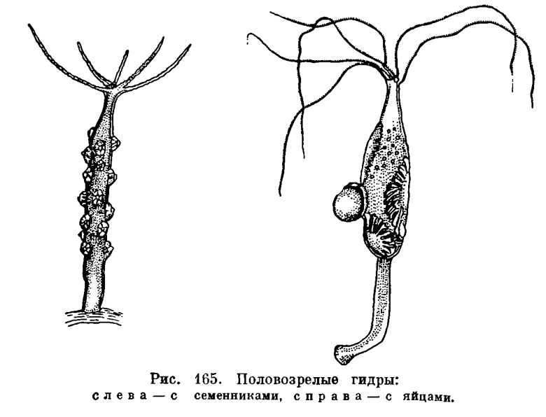 Кракен онион ссылки